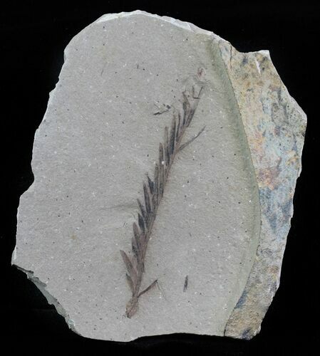 Metasequoia (Dawn Redwood) Fossil - Montana #62355